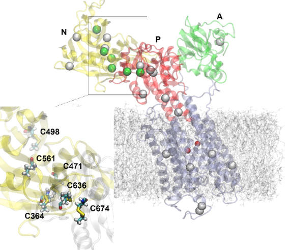 Cysteine-ethylation of tissue-extracted membrane proteins as a tool to detect conformational states by solid-state NMR spectroscopy