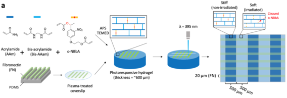 Photoresponsive Hydrogels for Studying Mechanotransduction of Cells, in Mechanosensing