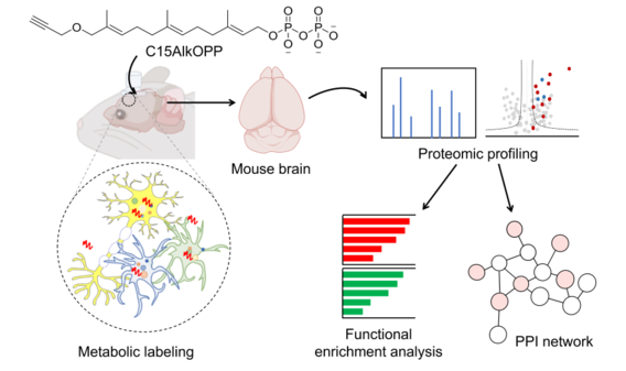 In vivo prenylomic profiling in the brain of a transgenic mouse model of Alzheimer’s disease reveals increased prenylation of a key set of proteins