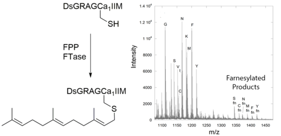 MALDI analysis of peptide libraries expands the scope of substrates for farnesyltransferase