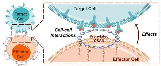 Engineering Reversible Cell-Cell Interactions Using Enzymatically Lipidated Chemically Self-Assembled Nanorings