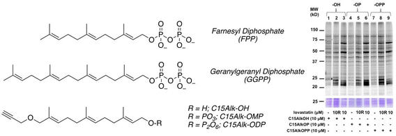Optimization of Metabolic Labeling with Alkyne-Containing Isoprenoid Probes