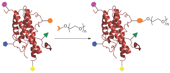 Site-specific pegylation of therapeutic proteins