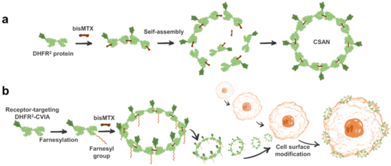 Macro-Chemical Biology: Engineering Biomimetic Trogocytosis with Farnesylated Chemically Self-Assembled Nanorings