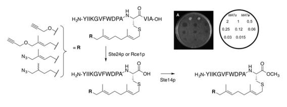 a-Factor Analogues Containing Alkyne- and Azide-Functionalized Isoprenoids Are Efficiently Enzymatically Processed and Retain Wild-Type Bioactivity