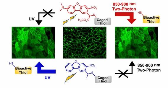 Two-Photon Uncaging of Bioactive Thiols in Live Cells at Wavelengths above 800 nm