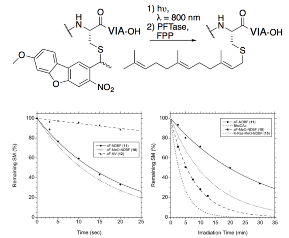 A methoxy-substituted nitrodibenzofuran-based protecting group with an improved two-photon action cross-section for thiol protection in solid phase peptide synthesis