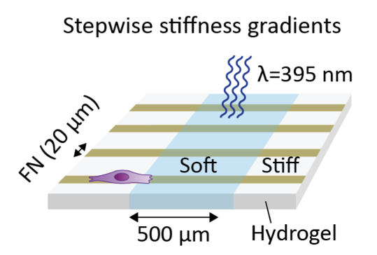 Stepwise Stiffness Gradients