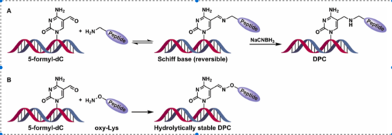 Site-specific cross-linking of proteins to DNA via a new bioorthogonal approach employing oxime ligation