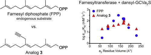 Analogs of farnesyl diphosphate alter CaaX substrate specificity and reactions rates of protein farnesyltransferase
