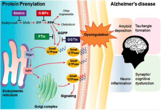 Isoprenoids and protein prenylation: implications in the pathogenesis and therapeutic intervention of Alzheimer’s disease