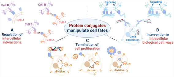 Manipulating Cell Fates with Protein Conjugates