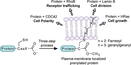 Protein prenylation: enzymes, therapeutics and biotechnology applications