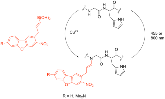 red-shifted_backbone_n-h_photocaging_agents