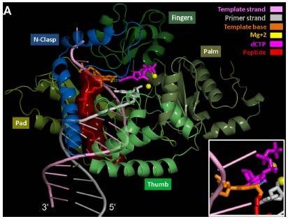 Bypass of DNA-Protein Cross-links Conjugated to the 7-Deazaguanine Position of DNA by Translesion Synthesis Polymerases